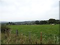 NZ0955 : Grazing cattle beside the B6309 by Robert Graham