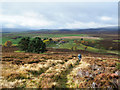 NH9827 : Walker climbing on hill track by Trevor Littlewood