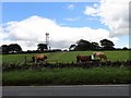 NZ1152 : Beef cattle with a bull by Robert Graham