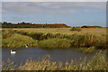 TM4767 : Mute swans and reedbeds, Minsmere RSPB reserve by Christopher Hilton