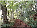 NZ0850 : Beech wood path by Robert Graham