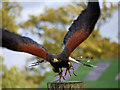 SE6083 : Harris Hawk Taking Off at NCBP, Duncombe Park by David Dixon