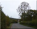  : Mistletoe in a tree at Beggars Ash by David Smith