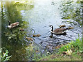 SH7971 : Goslings at Bodnant Garden by Stephen Craven