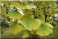 SO8844 : Leaves on a ginkgo tree by Philip Halling