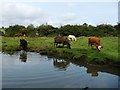 SP4977 : Cattle breaking down the North Oxford canal bank by Christine Johnstone