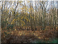 TM4670 : Winter Sunlight on Silver Birches in Dunwich Forest by Roger Jones