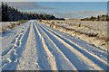 NC5915 : Track in Dalchork Woods, Sutherland by Andrew Tryon