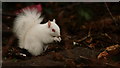 TQ2965 : Albino Squirrel by Peter Trimming