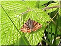 TQ8019 : Burnet companion moth in Pond Wood, Brede High Woods by Patrick Roper