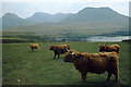 NM3395 : Highland cattle, Harris by Ian Taylor