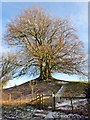 SU1070 : Trees on the earthworks at Avebury by Steve Daniels