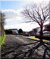 ST4287 : Deciduous tree and its shadow, Dinch Hill, Undy by Jaggery