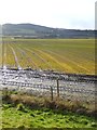 NY9864 : Tree nursery at Dilston Haughs by Oliver Dixon