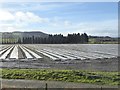 NY9864 : Tree nursery at Dilston Haughs by Oliver Dixon