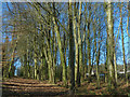 ST1177 : A path through beech woodland, St Fagans National History Museum by Robin Drayton