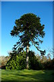 NG2448 : Monkey puzzle (Araucaria araucana) in the castle grounds by Tiger