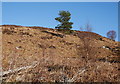 NH2862 : Top edge of the woodland, Grudie by Craig Wallace