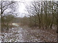 SJ8246 : Path in wood on Gorsty Bank by Jonathan Hutchins