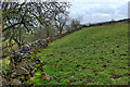 SK1255 : Dry stone wall, top of Harry's Bank by Mick Garratt