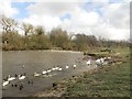 NZ2851 : Birds on the River Wear, Chester-le-Street by Graham Robson