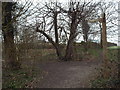 TQ5063 : Footpaths in Upper Beechen Wood, near Eynsford by Malc McDonald