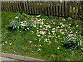 SK6907 : Primula and polyanthus, Main Street, Hungarton by Alan Murray-Rust