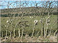 NY1734 : Hedge strengthened with wire mesh, near Linskeldfield by Christine Johnstone