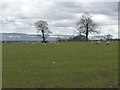 NY5729 : Sheep and lambs south-east of High Moss by Christine Johnstone