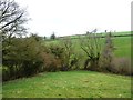 ST6442 : Ivy-covered trees along a small stream by Christine Johnstone