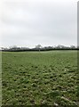 SJ8051 : Route of public footpath across field by Jonathan Hutchins