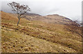 NM5735 : Mountain slope with birch trees by Trevor Littlewood