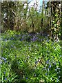 TQ7107 : Bluebells is Gillham Woods Nature Reserve by PAUL FARMER