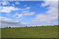 SK0880 : Sheep grazing the fields north of Bolt Edge by steven ruffles