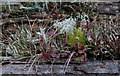 SN9557 : Moss, lichen, grass and bilberry on log by Andrew Hill