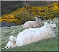 NT9068 : Ewe and lambs at St Abb's Head by Mat Fascione