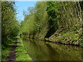 SJ8219 : Cutting along the Shropshire Union Canal by Mat Fascione