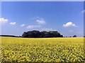  : A field of oilseed rape in flower by Graham Hogg