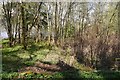 NS3599 : Japanese knotweed infestation, Rowardennan by Richard Webb