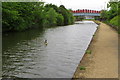 SJ8096 : Bridgewater Canal with goslings by Philip Jeffrey