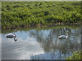 TF1407 : Swans on the Maxey Cut at Nine Bridges by Paul Bryan