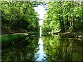 SP0393 : Wooded cutting on the Tame Valley canal by Christine Johnstone