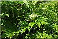 SX9066 : Giant hogweed near the County Court by Derek Harper