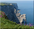 TA2073 : Scale Nab at the Bempton Cliffs by Mat Fascione