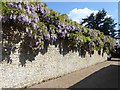 SU9747 : Loseley House - Wisteria-covered wall by Rob Farrow