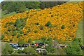 NT2641 : Gorse at Soonhope by Jim Barton