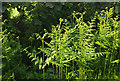 SX7977 : Bracken, Lower Brimley by Derek Harper