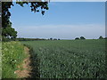 TM3089 : Cereal Crop near Denton Road, Earsham by Roger Jones