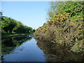 SJ9600 : Gorse flowering on the north bank of the Curly Wyrley by Christine Johnstone