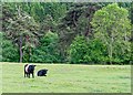 NH9848 : Belted Galloway  Cattle by valenta